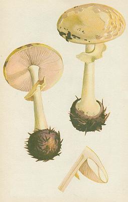 Houby - Muchom�rka citronov�