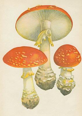 Houby - Muchom�rka �erven� 