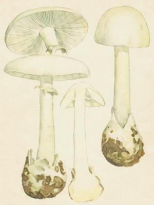 Houby - Muchom�rka hl�zovit� 