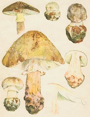 Houby - Muchom�rka r��ovka 