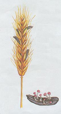 Houby - Pali�kovice nachov� 