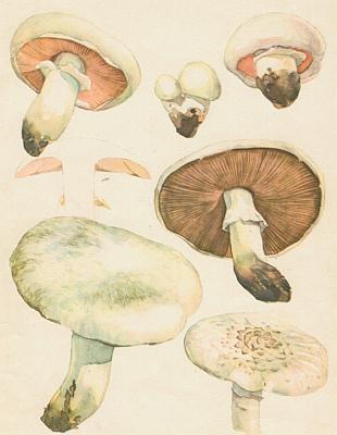 Houby - Pe��rka poln� 