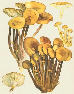 Houby - Pen�zovka sametonoh� 