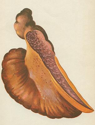 Houby - Pst�e� dubov� 