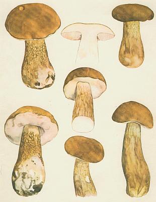 Houby - Podh�ib �lu�ov� 