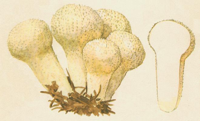 Houby - P�chavka obecn� 