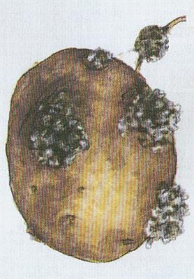 Houby - Rakovinovec bramborov� 