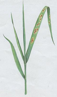 Houby - Rez travn� 