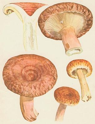 Houby - Ryzec kravsk� 