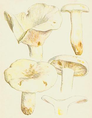 Houby - Ryzec peprn� 