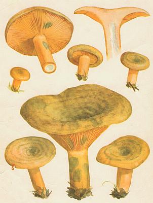 Houby - Ryzec prav� 