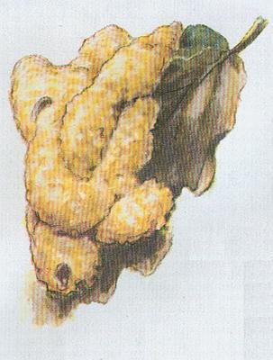 Houby - Slizovka t��slov� 