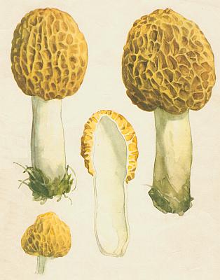 Houby - Smr� jedl� 