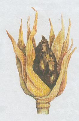 Houby - Sn kukuin pran 