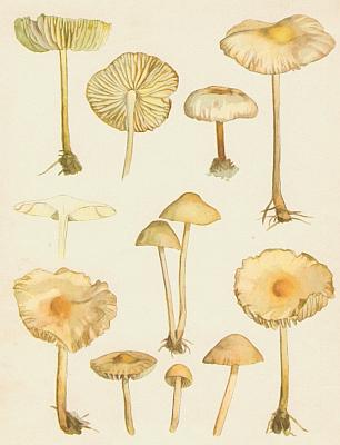 Houby - �pi�ka travn� 