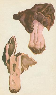 Houby - Uch�� obecn� 