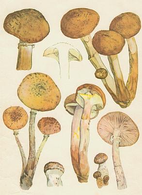 Houby - V�clavka obecn� 