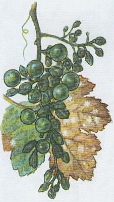 Houby - V�etenatka r�vov� 