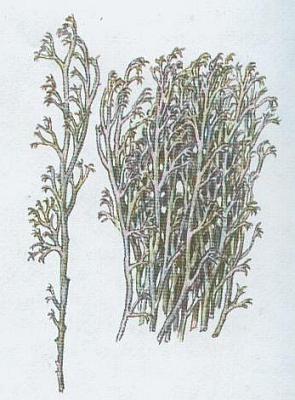Liejnky - Dutohlvka sob 