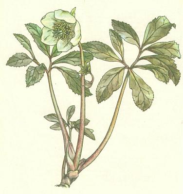 Pryskynkovit - emeice ern