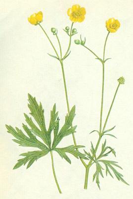 Prysky�n�kovit� - Prysky�n�k prudk�