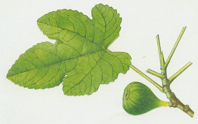 Moruovnkovit - Fkovnk smokvo