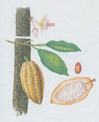 Sterculiaceae - Kakaovnk prav