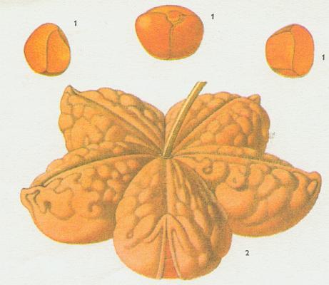 Sterculiaceae - Kola zapiatl