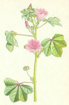 Bombaceae - Slz lesn