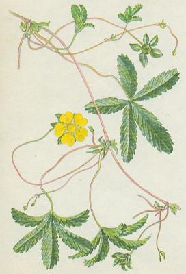 R��ovit� - Mochna plaziv�