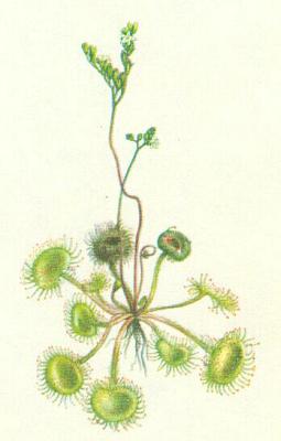 Rosnatkovit - Rosnatka okrouhlolist