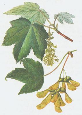 Javorovit - Javor klen