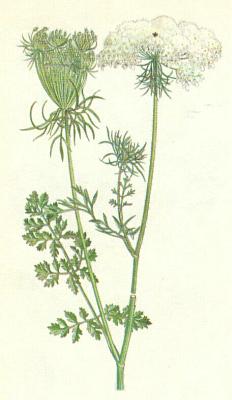 Mi��kovit� - Mrkev obecn�