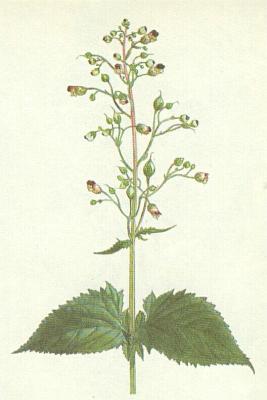 Krtinkovit - Krtink hlznat