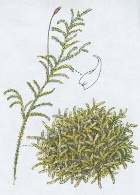 Mechorosty - Rokyt cyp�i�ovit�