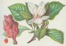 cholanovit - cholan Soulangev