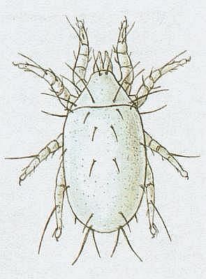 Kleptkatci - Pavoukovci - Roztoi - Sladokaz moun