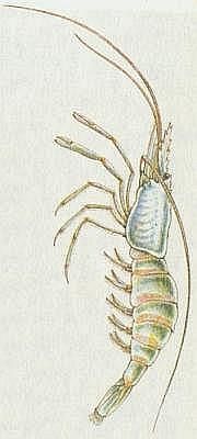 abernat - Kreveta baltick