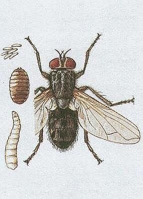Vzdunicovci - Hmyz - Dvoukdl - Moucha domc