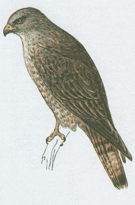 Ptci - Dravci - Velojed lesn (Pernis apivorus /L./)