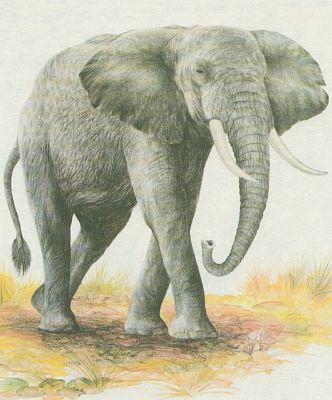 Savci - Chobotnatci - Slon africk (Loxodonta africana)