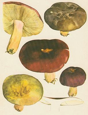 Houby - Holubinka révová  Houby - Holubinka révová