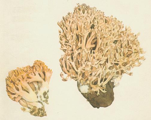 Houby - Kuřátka sličná  Houby - Kuřátka sličná