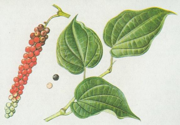 Pepovnkovit - Pepovnk ern