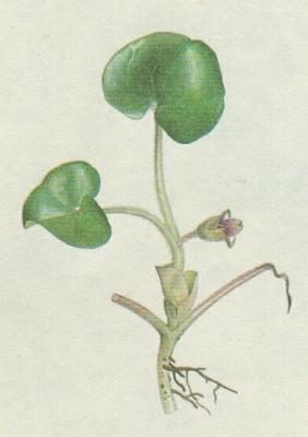 Podracovit - Kopytnk evropsk