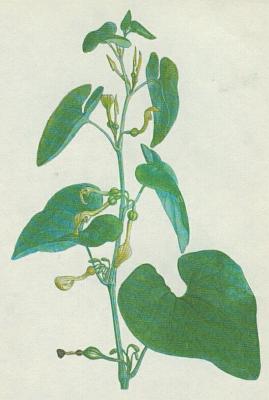 Podracovit - Podraec kovitn