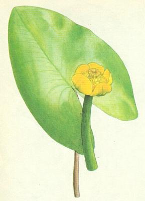 Leknnovit - Stulk lut