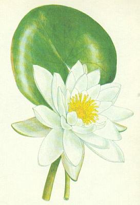 Leknnovit - Leknn bl