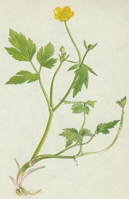 Pryskynkovit - Pryskynk plaziv