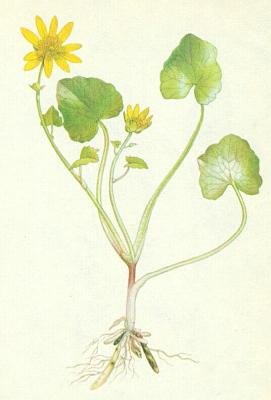 Pryskynkovit - Orsej jarn